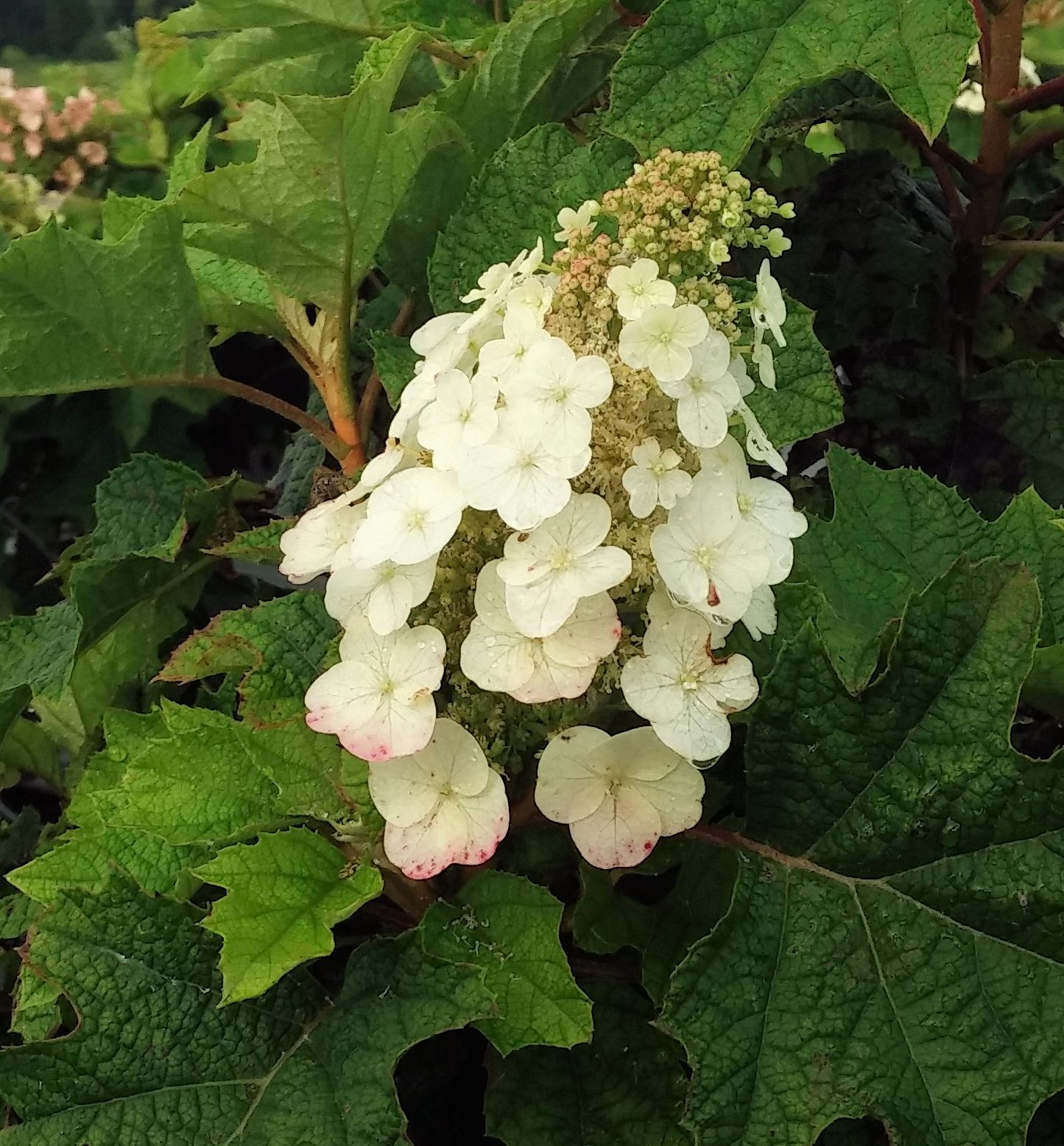 Pee Wee Oakleaf Hydrangea Natorp's Online Plant Store